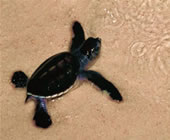 Green Turtle Hatchling