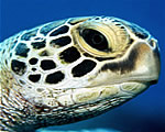 Green Turtle