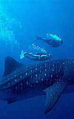 Whale Shark Conservation