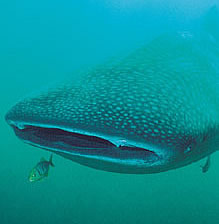 Whale Shark Migration