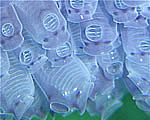 Blue throated ascidian
