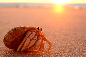 hermit crab