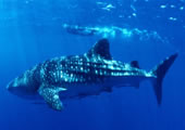 Snorkel with whale sharks in Mafia